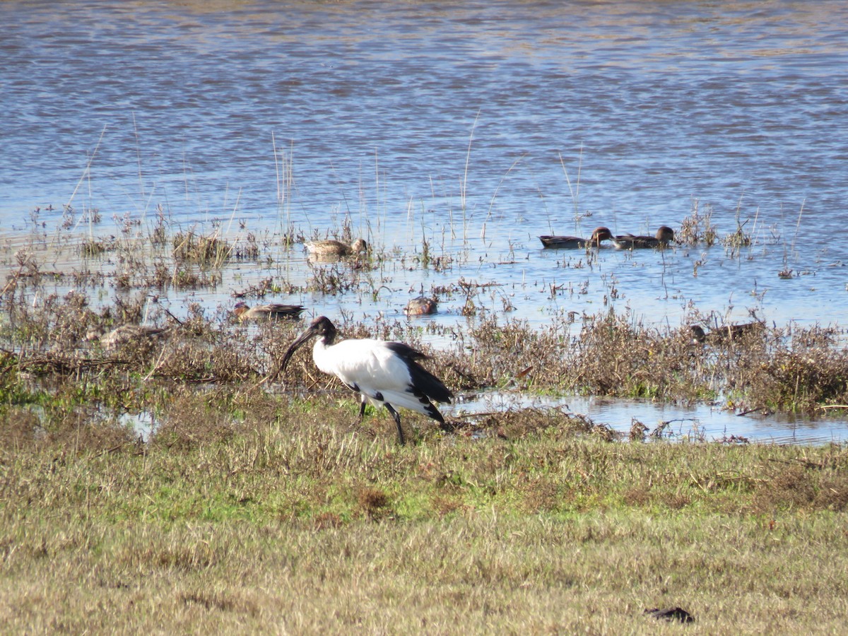 African Sacred Ibis - ML620305941