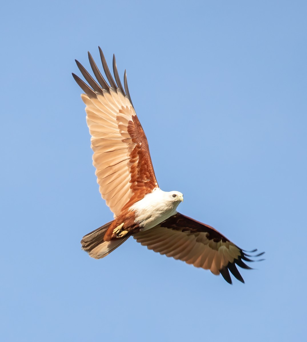 Brahminy Kite - ML620305942