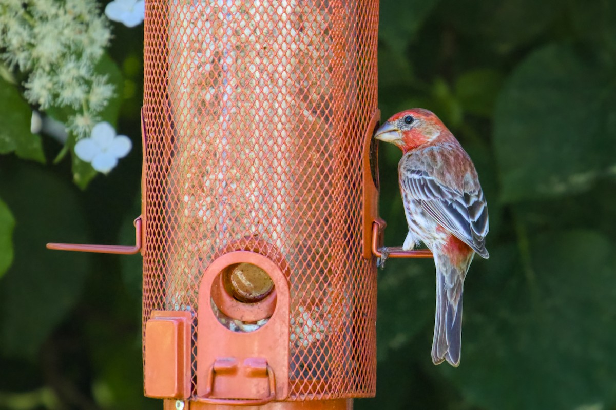 House Finch - ML620305948