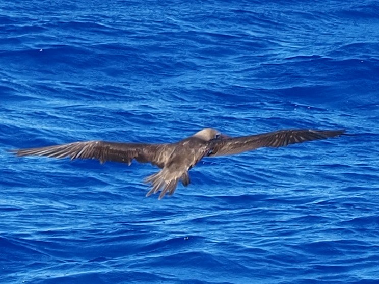 Red-footed Booby - ML620305955