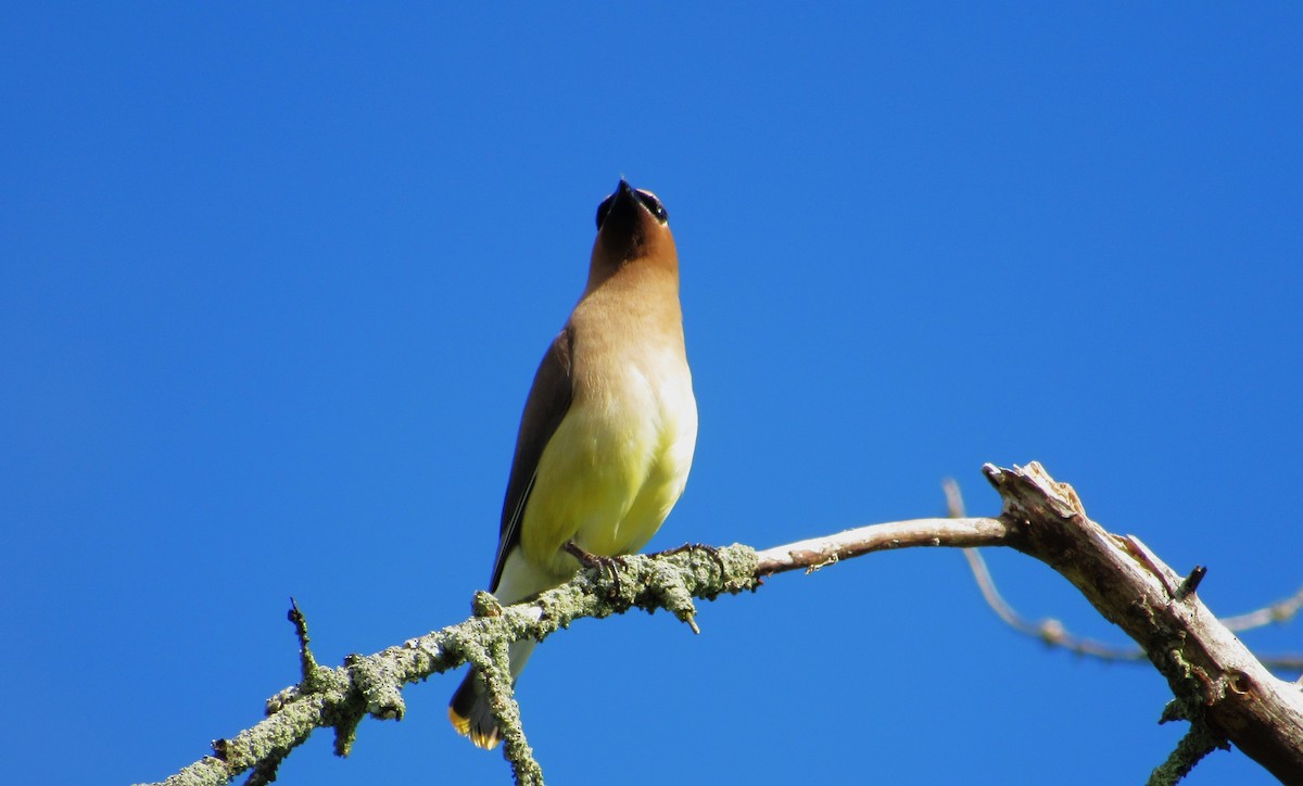 Cedar Waxwing - ML620305957