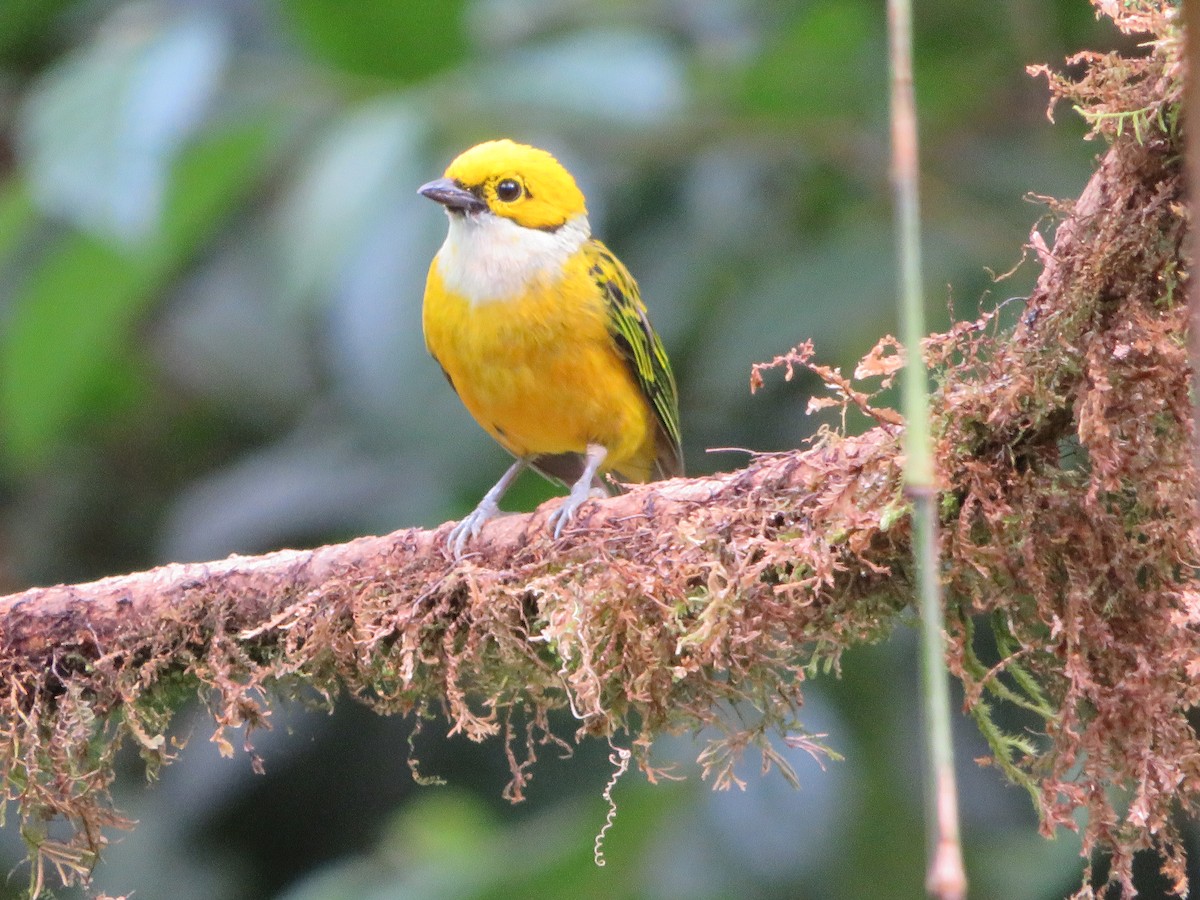 Silver-throated Tanager - ML620305958