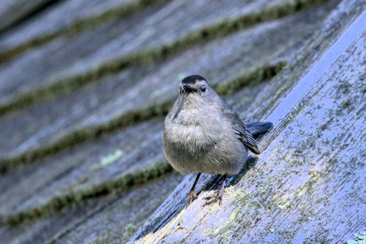 Gray Catbird - ML620305965