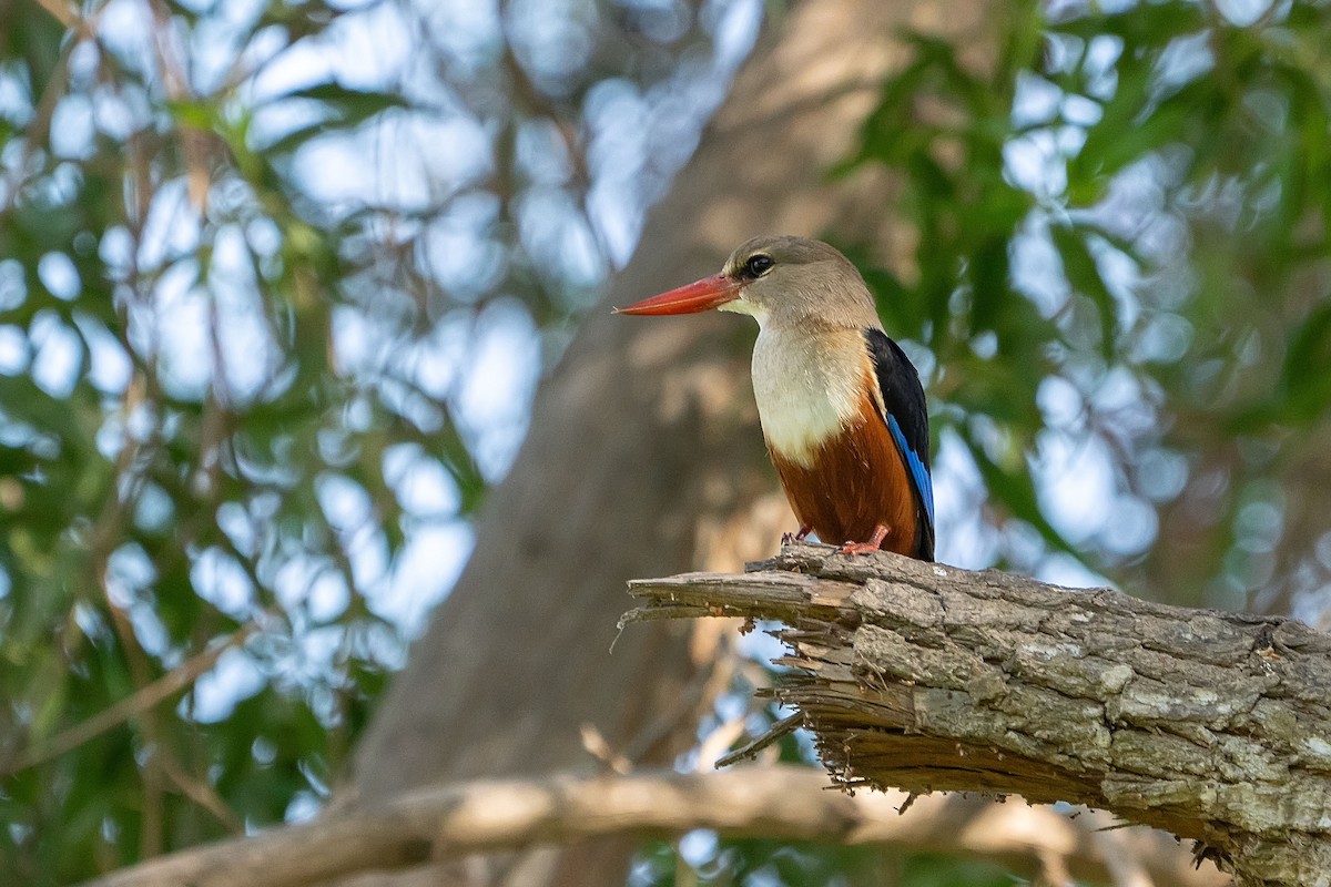 Gray-headed Kingfisher - ML620305977