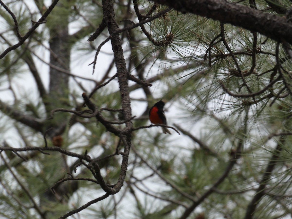 Painted Redstart - ML620305983