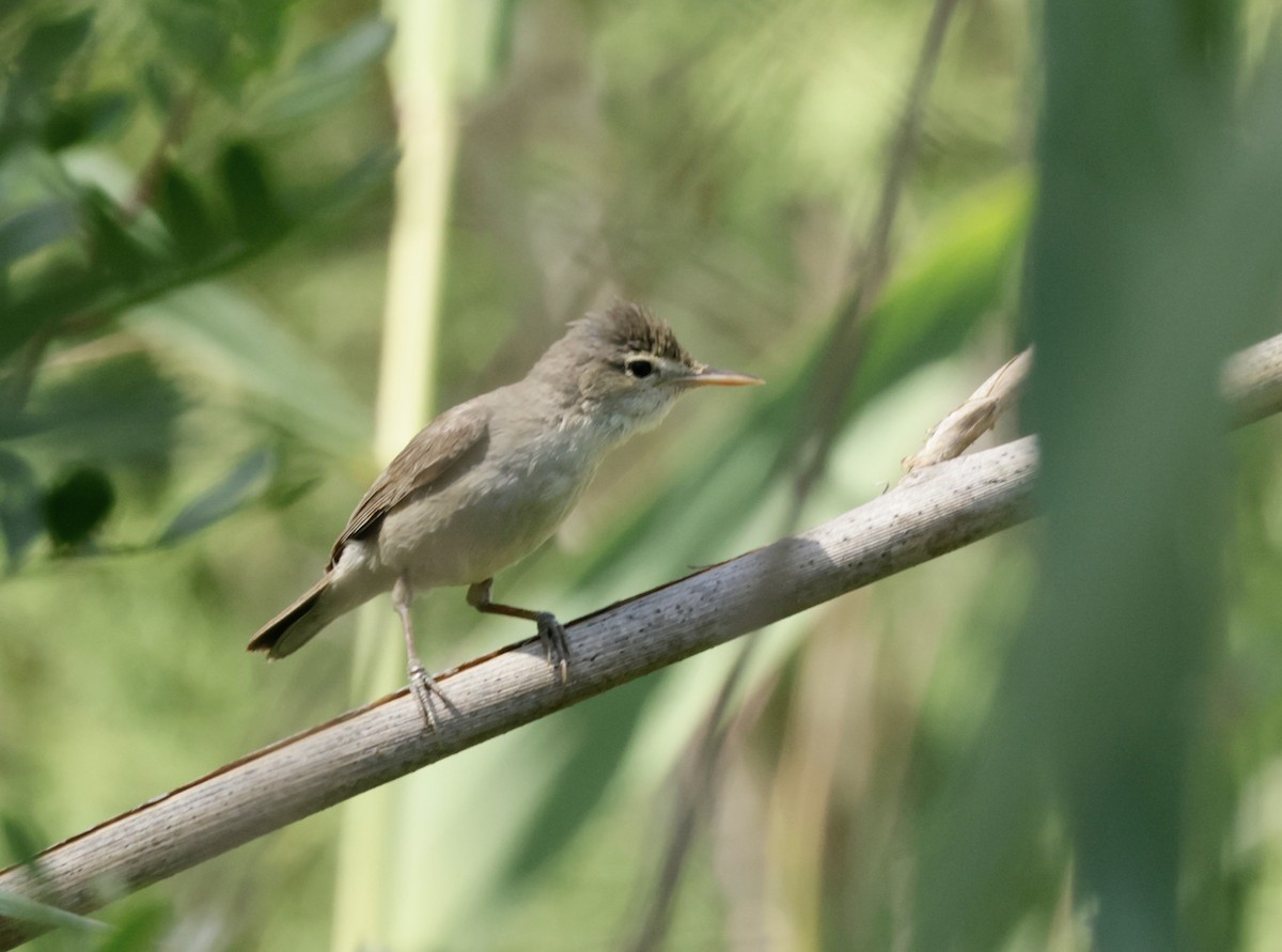 Eastern Olivaceous Warbler - ML620305985