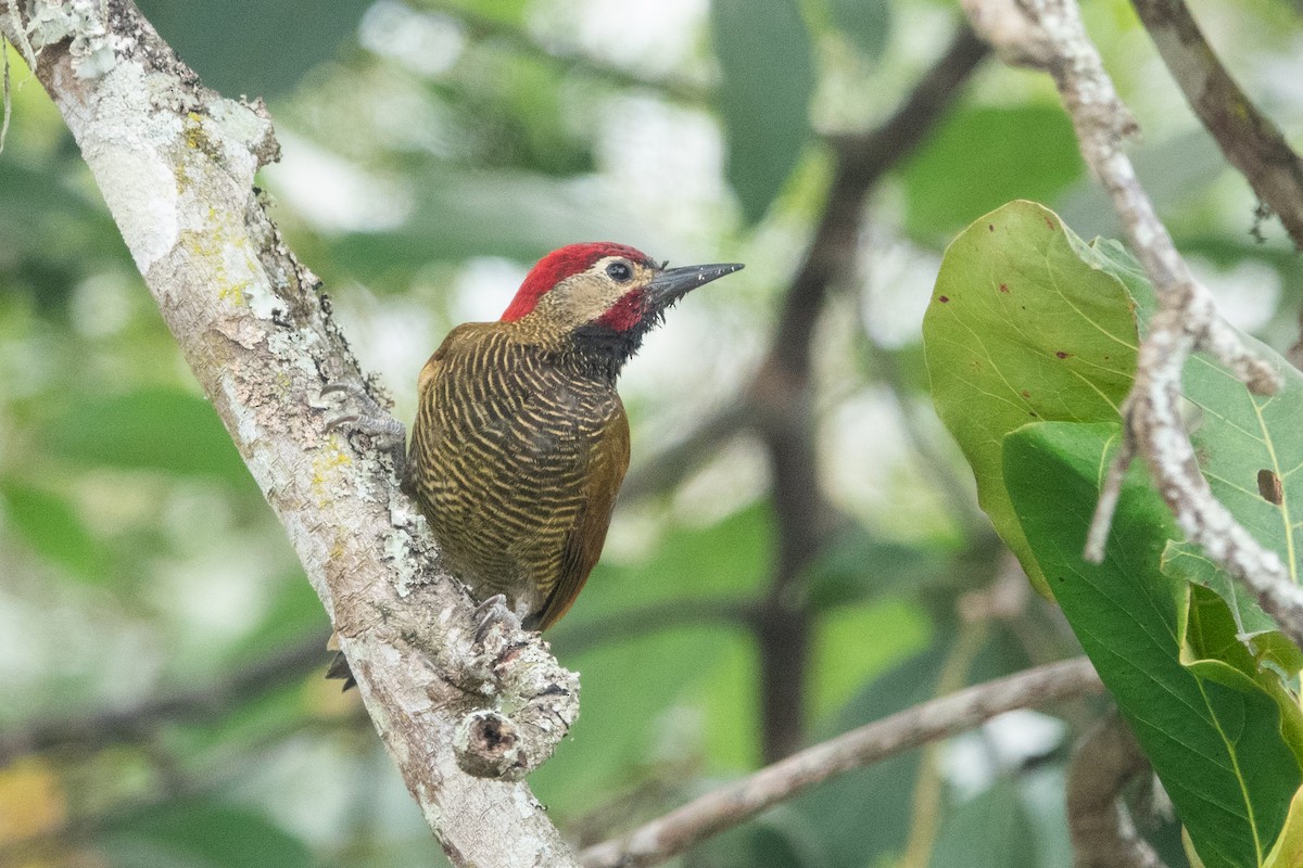 Golden-olive Woodpecker - ML620305986