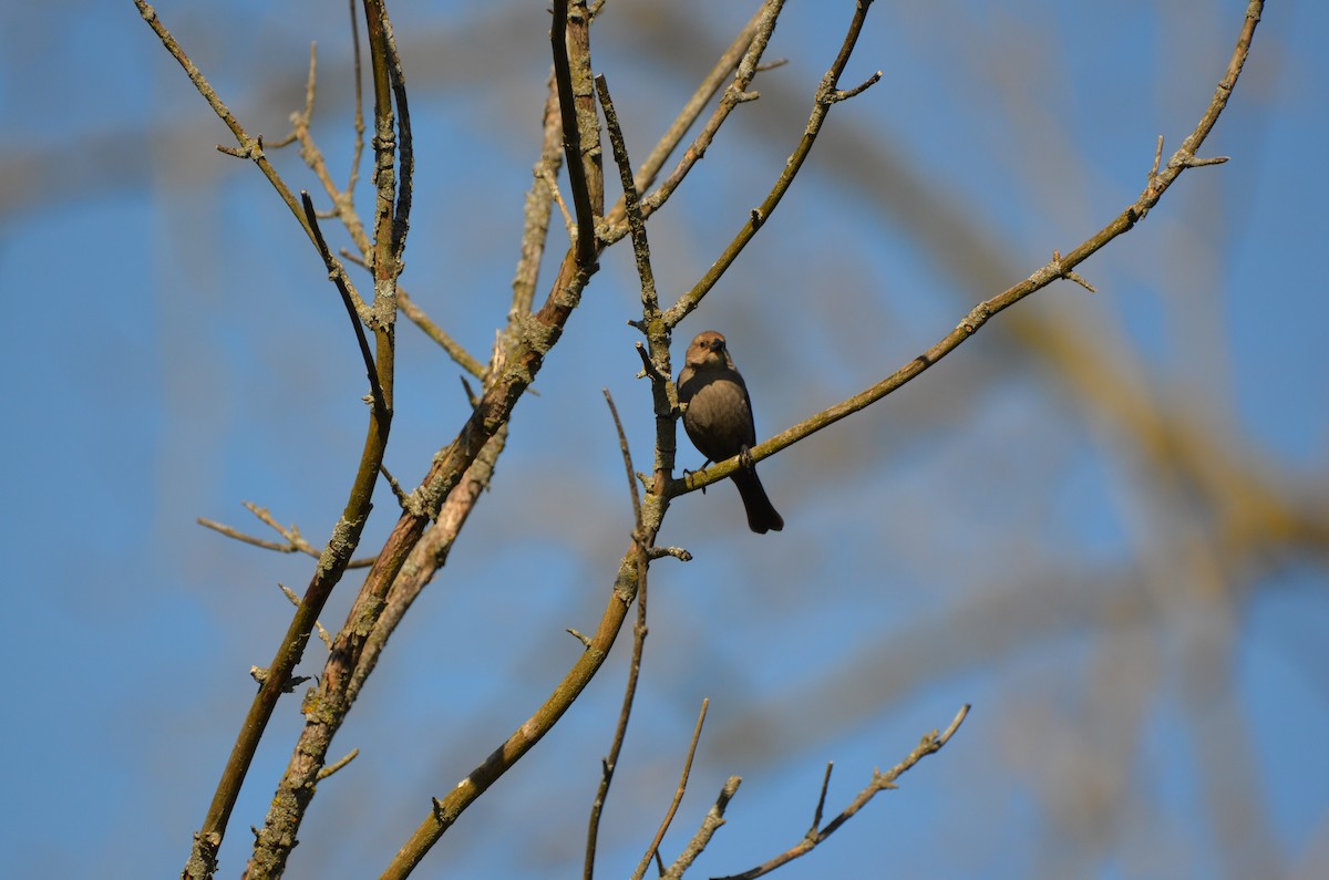 Brown-headed Cowbird - ML620305989