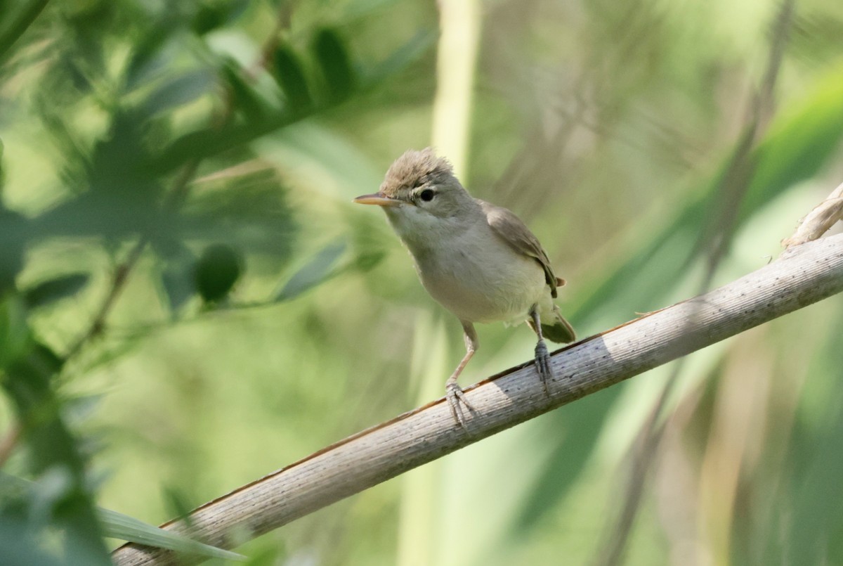 Eastern Olivaceous Warbler - ML620305991