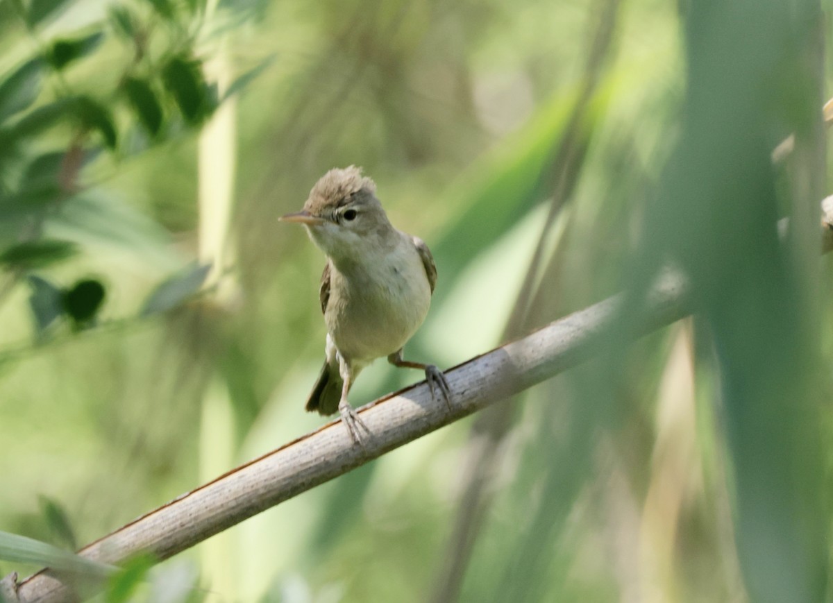 Eastern Olivaceous Warbler - ML620305992