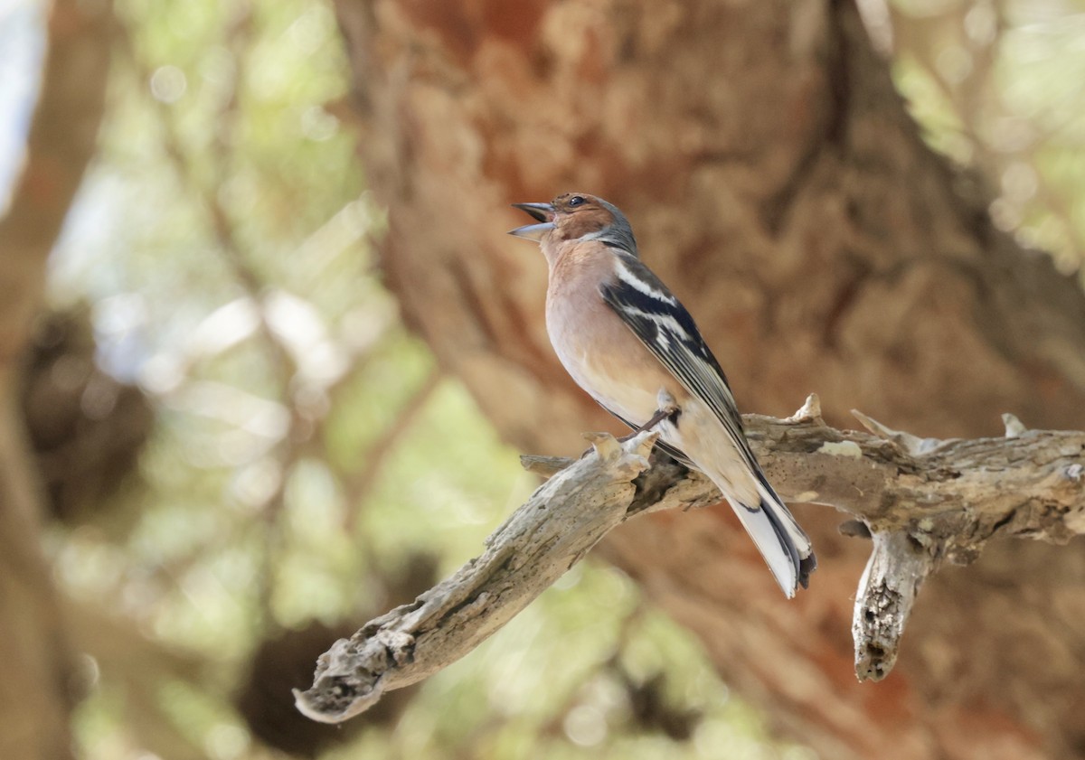 Common Chaffinch - ML620305998