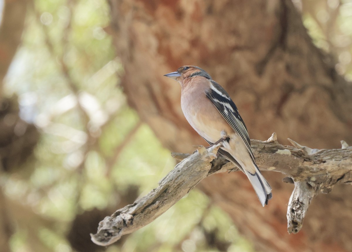 Common Chaffinch - ML620305999