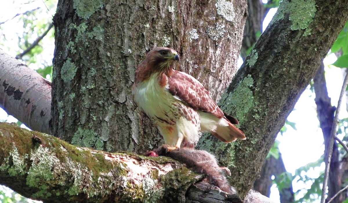 Red-tailed Hawk - ML620306002