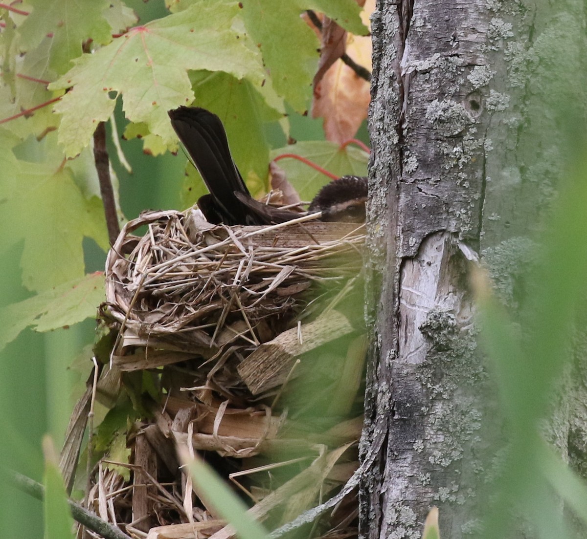 Red-winged Blackbird - ML620306003