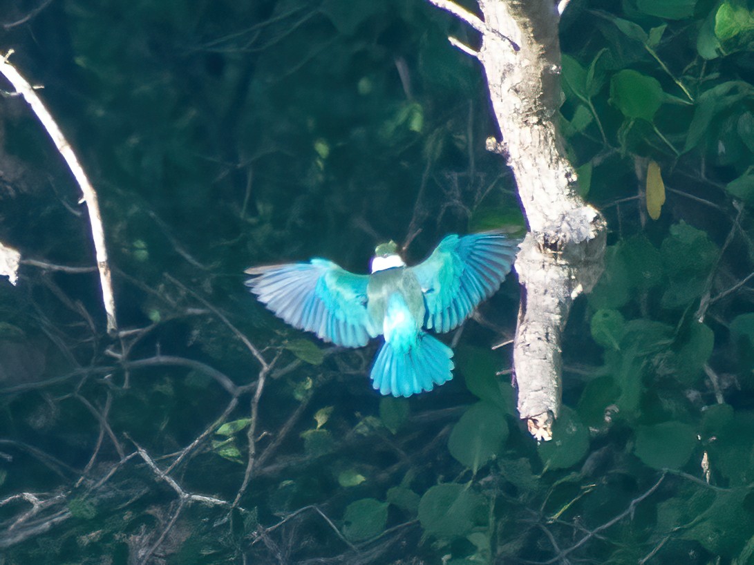 Collared Kingfisher - ML620306005