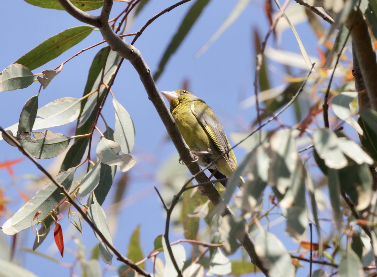 European Greenfinch - ML620306006