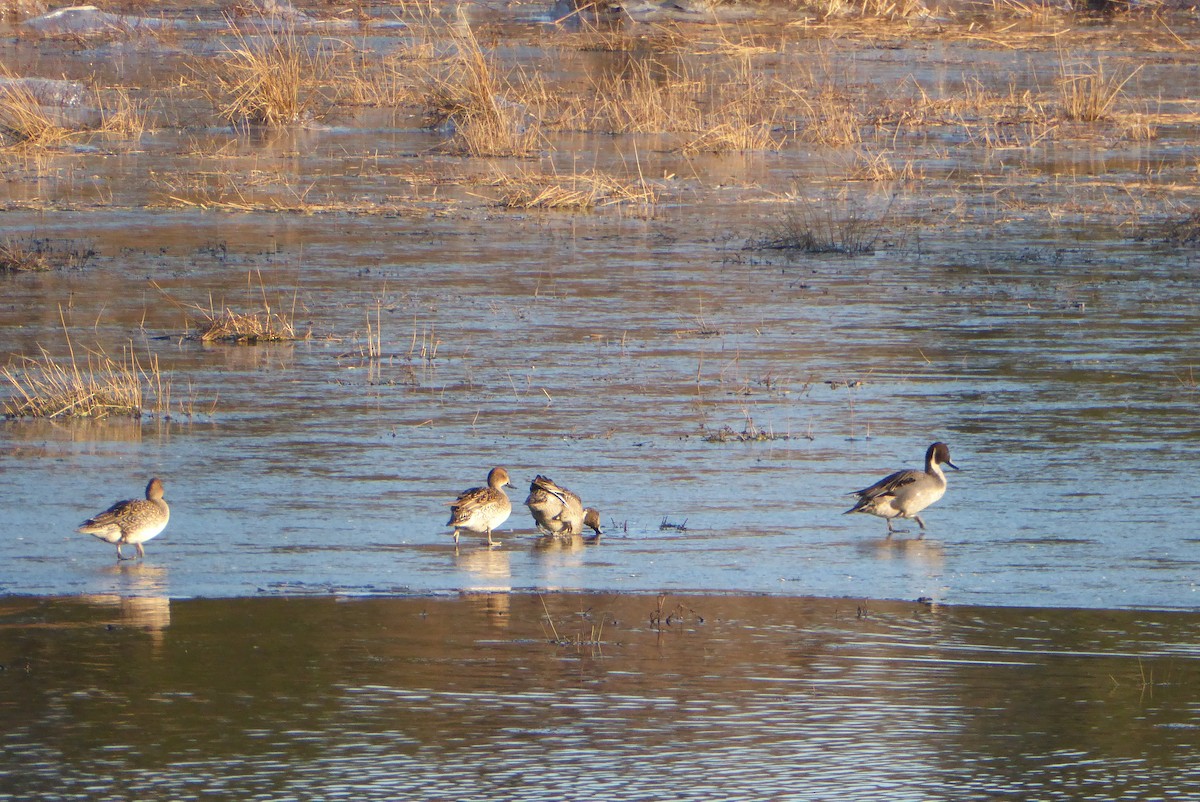 Northern Pintail - ML620306008