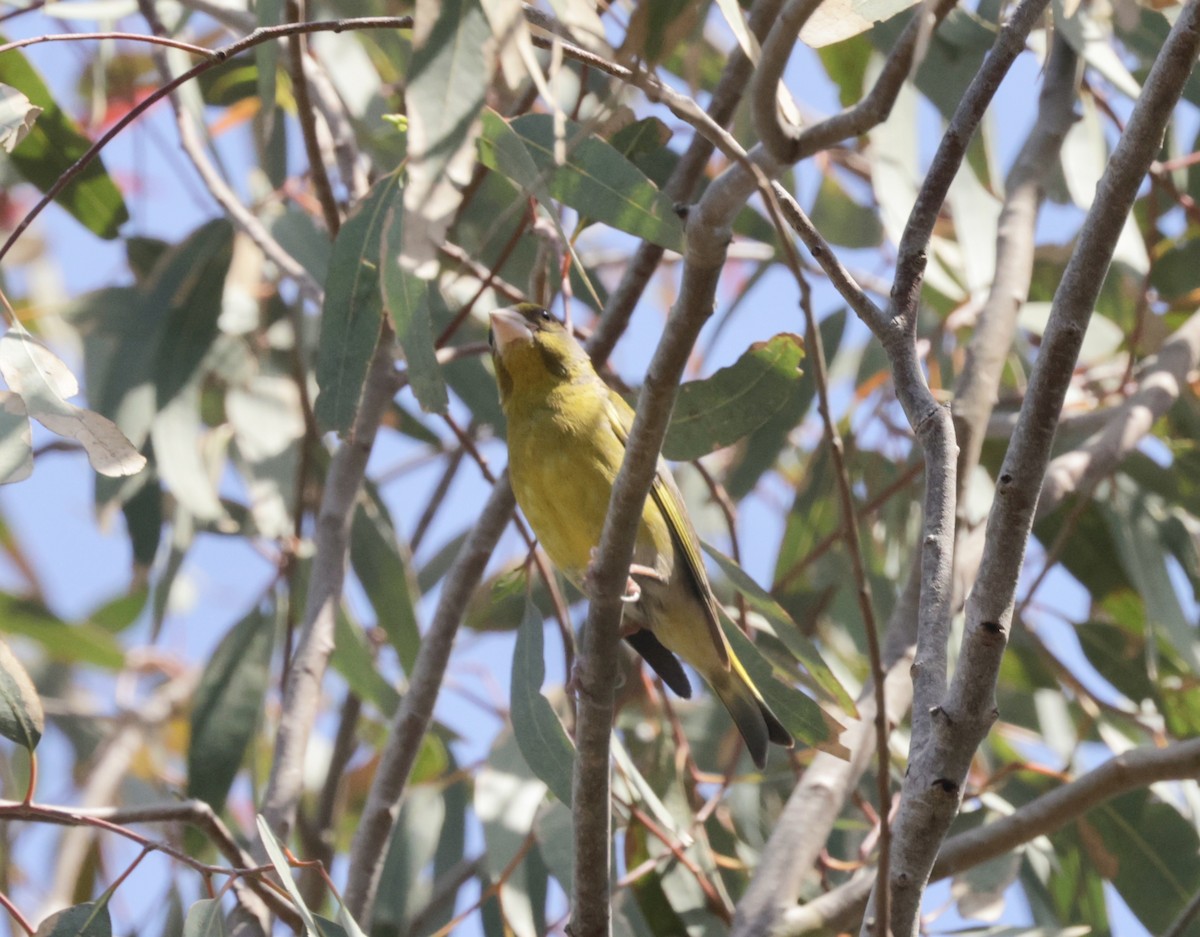 European Greenfinch - ML620306018