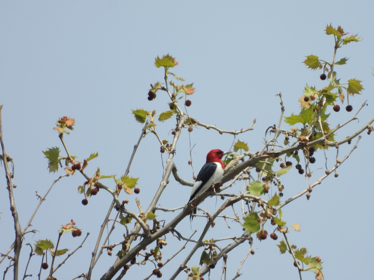 Red-headed Woodpecker - ML620306019