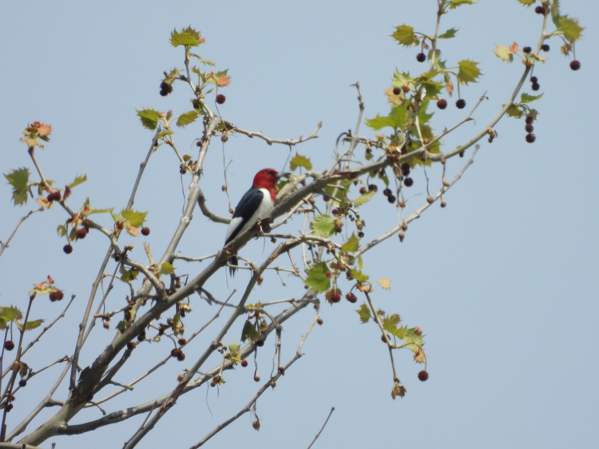 Red-headed Woodpecker - ML620306020