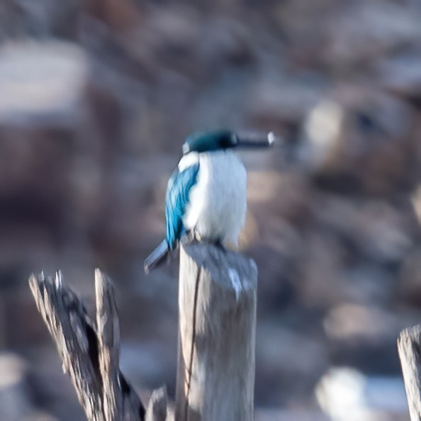 Collared Kingfisher - ML620306024