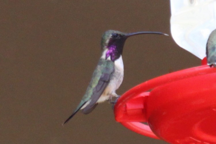 Lucifer Hummingbird - ML620306025