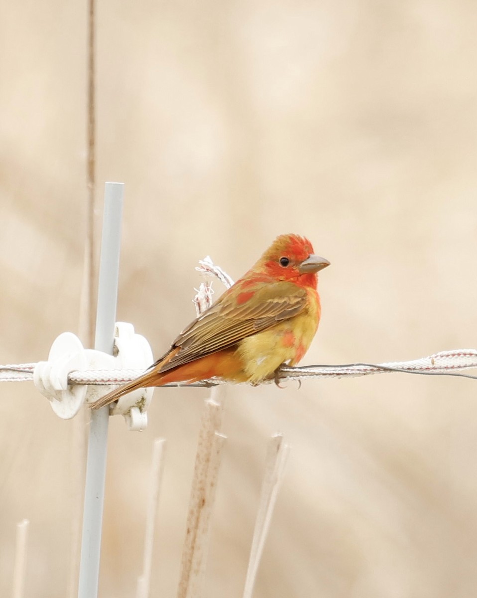 Summer Tanager - ML620306026