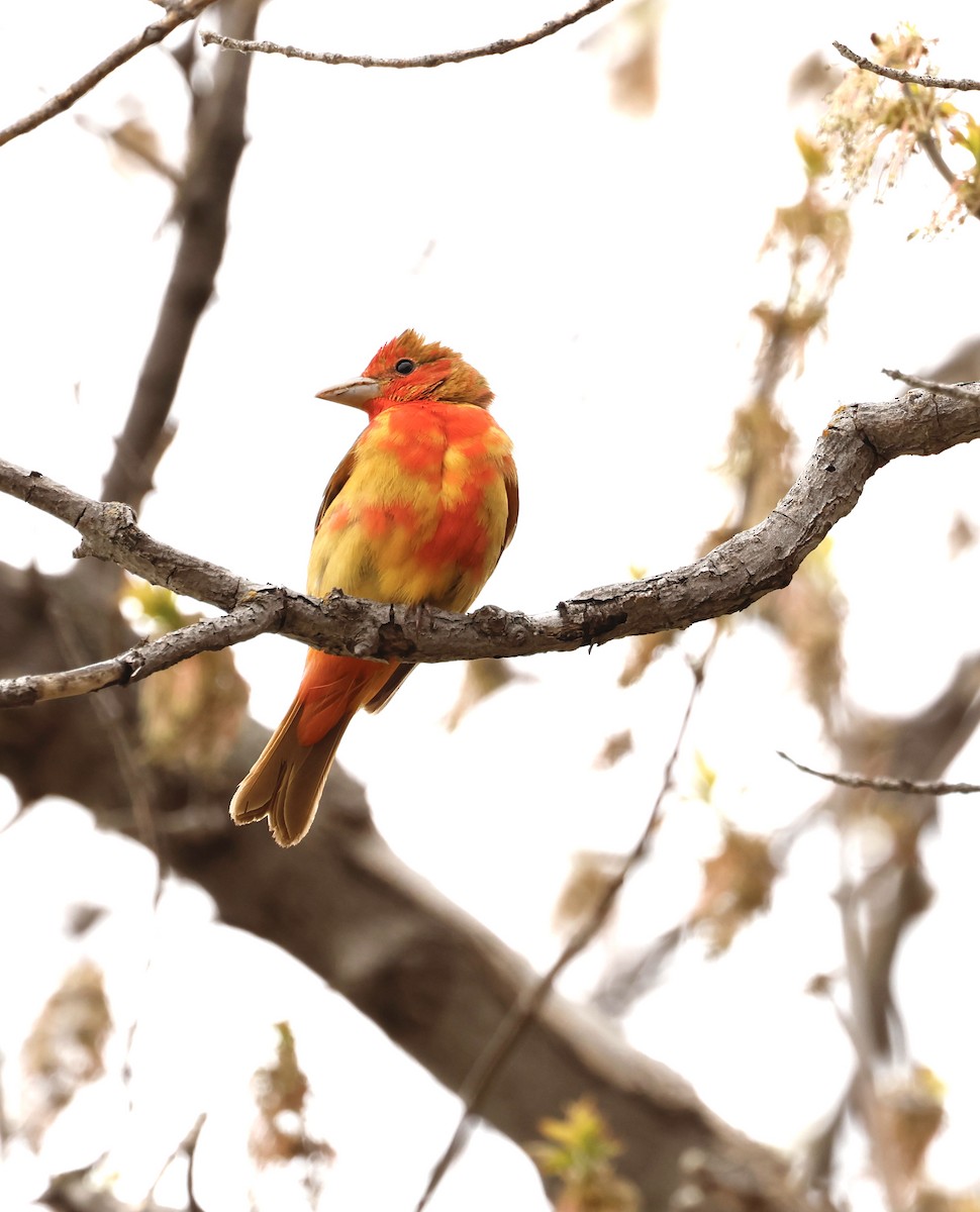 Summer Tanager - ML620306028