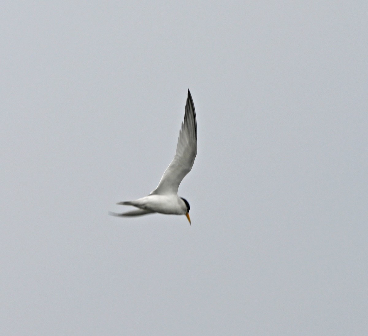 Least Tern - ML620306029