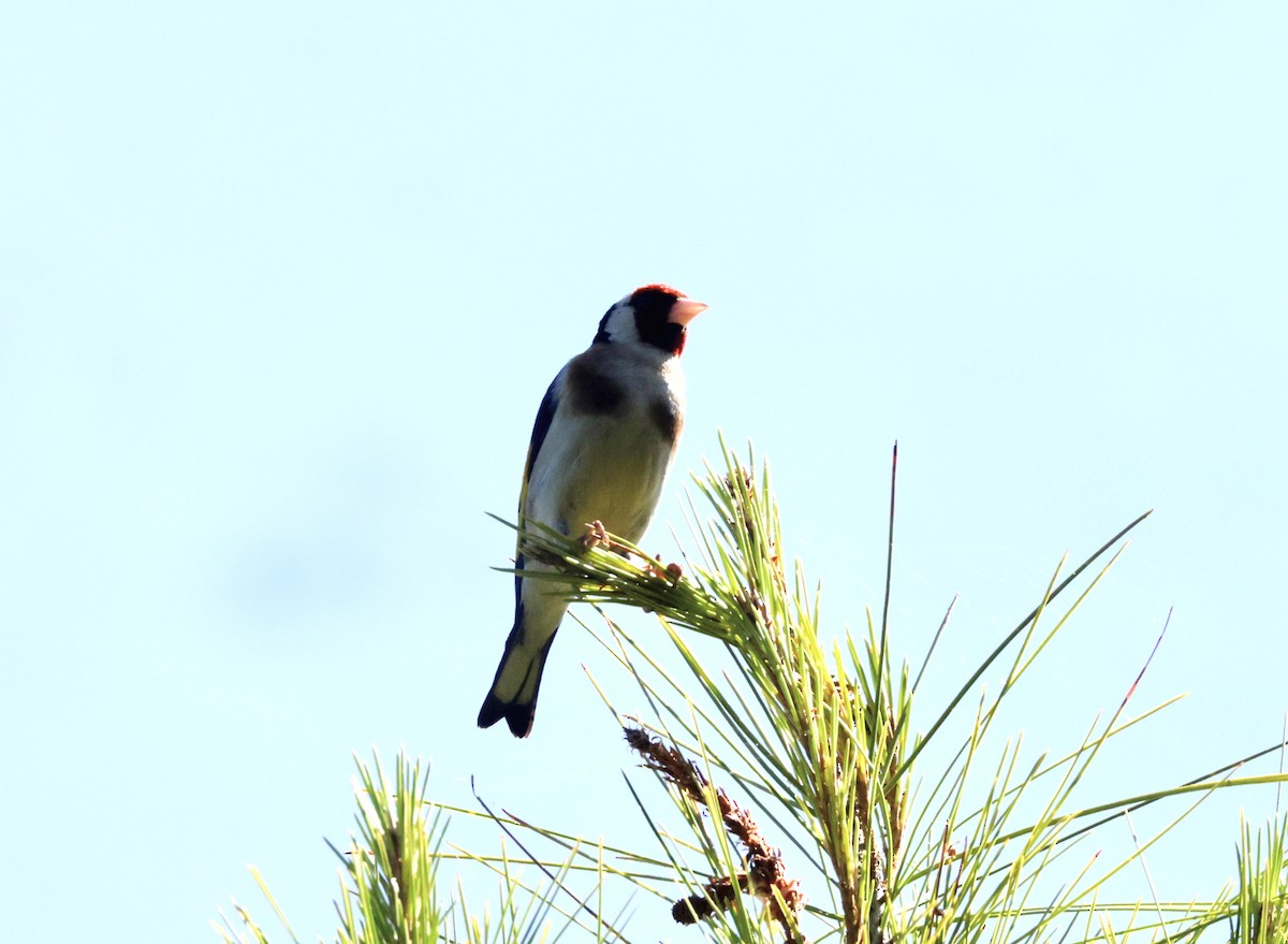 European Goldfinch - ML620306031