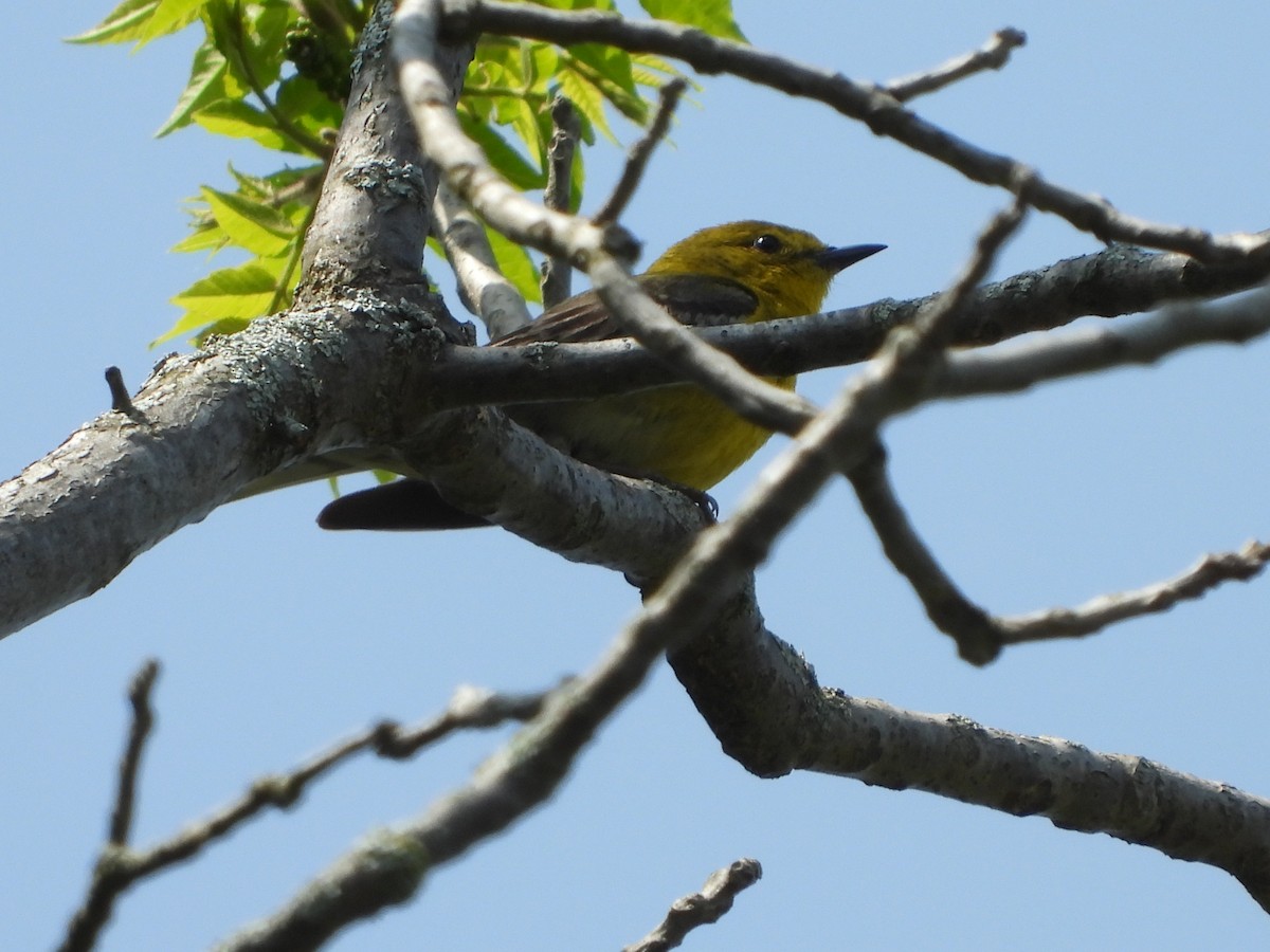 Pine Warbler - ML620306034