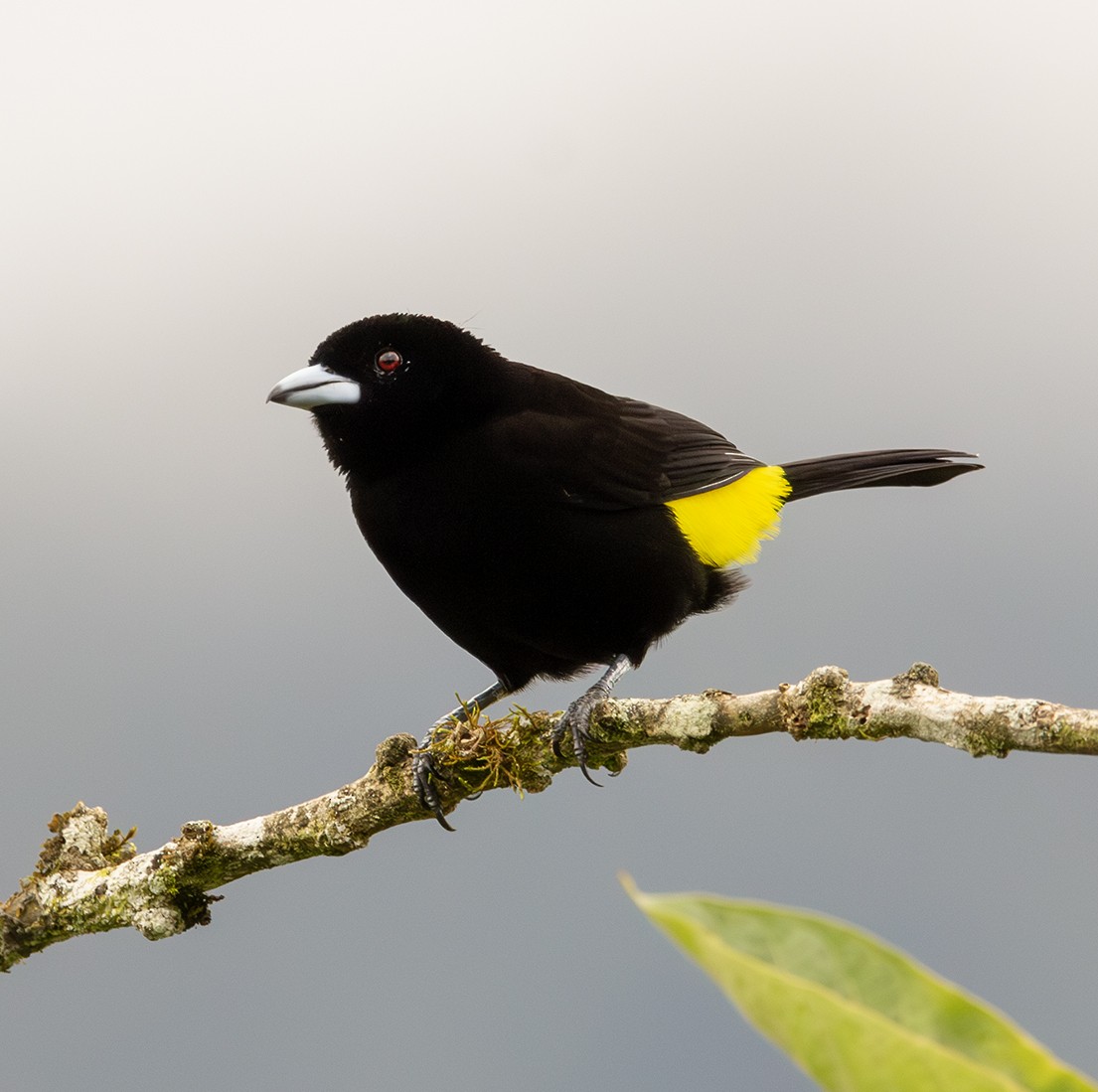 Flame-rumped Tanager (Lemon-rumped) - ML620306037