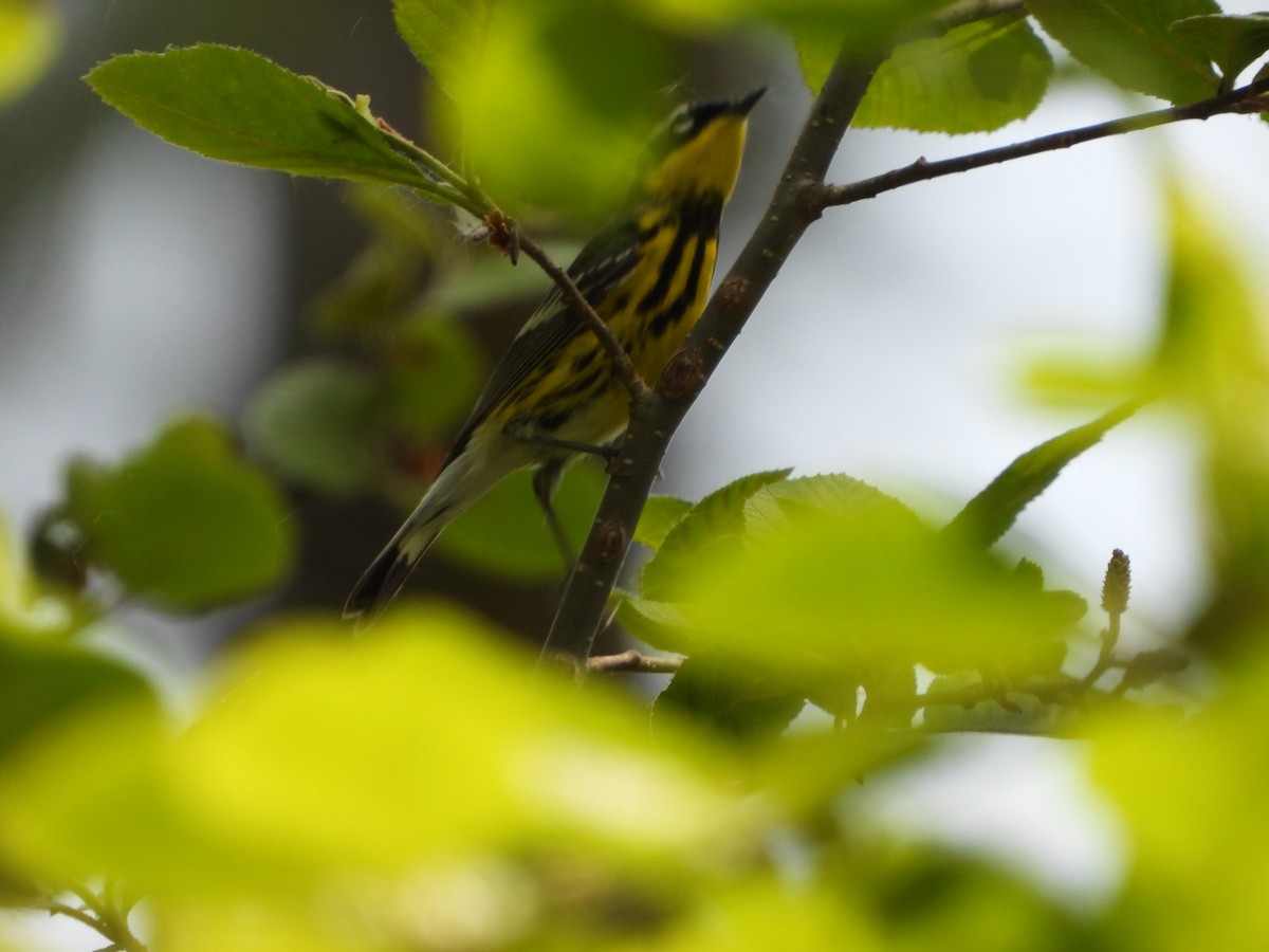 Magnolia Warbler - ML620306038