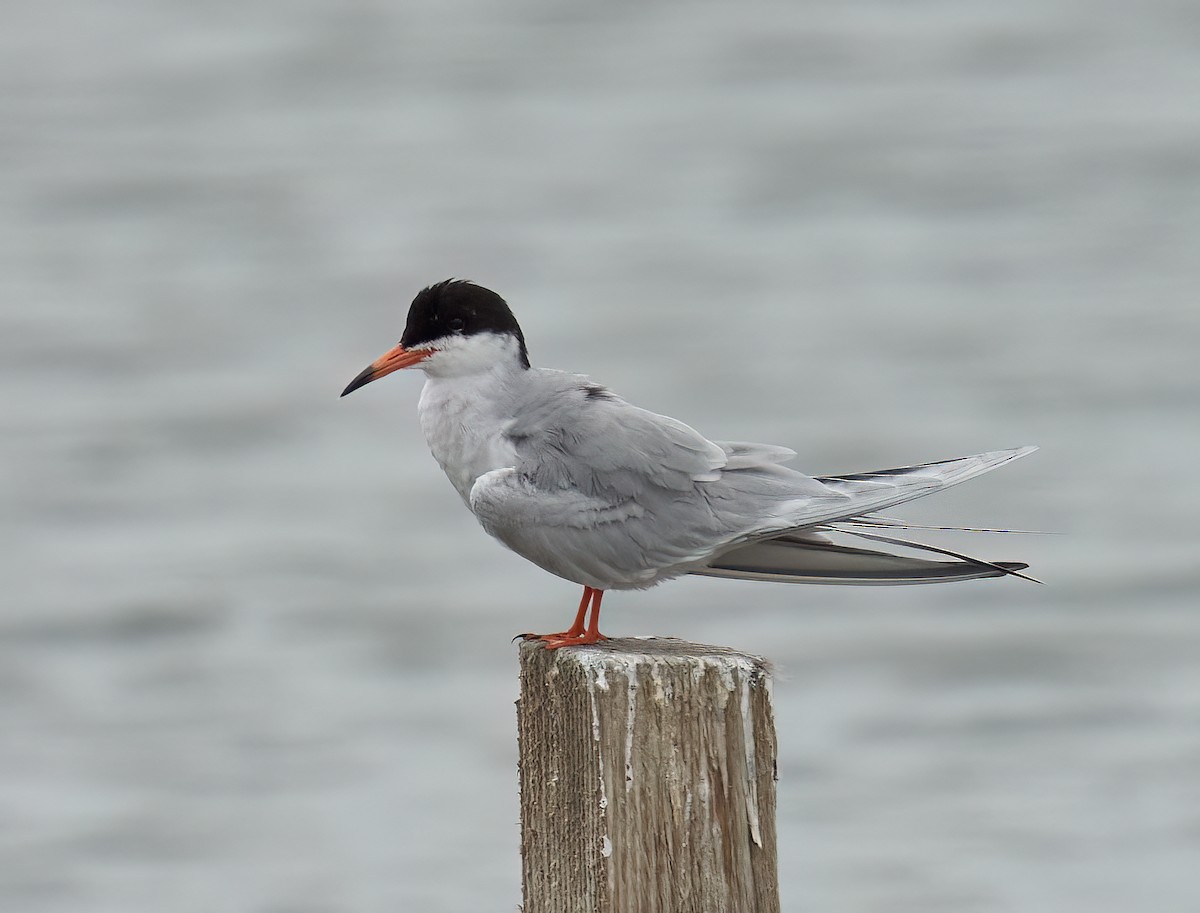 Forster's Tern - ML620306040