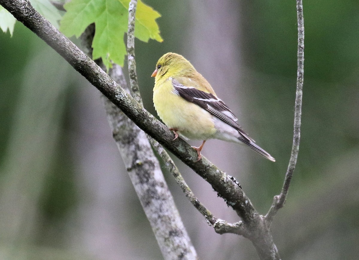 American Goldfinch - ML620306049