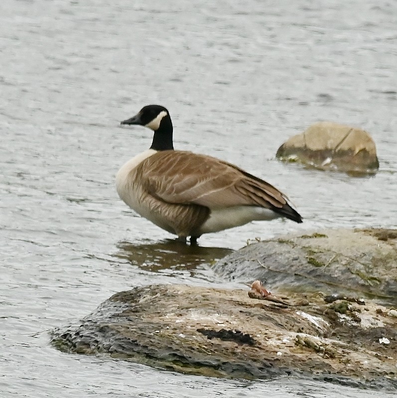 Canada Goose - ML620306054