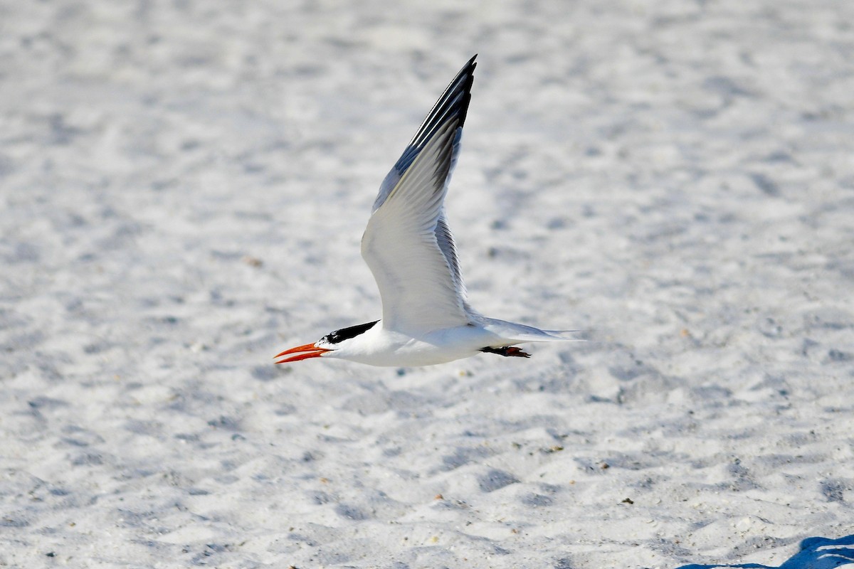 Royal Tern - ML620306056