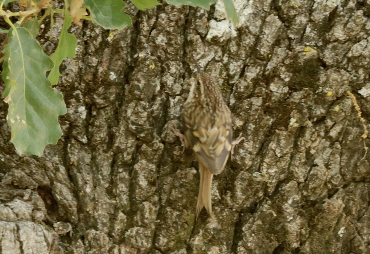 Short-toed Treecreeper - ML620306058