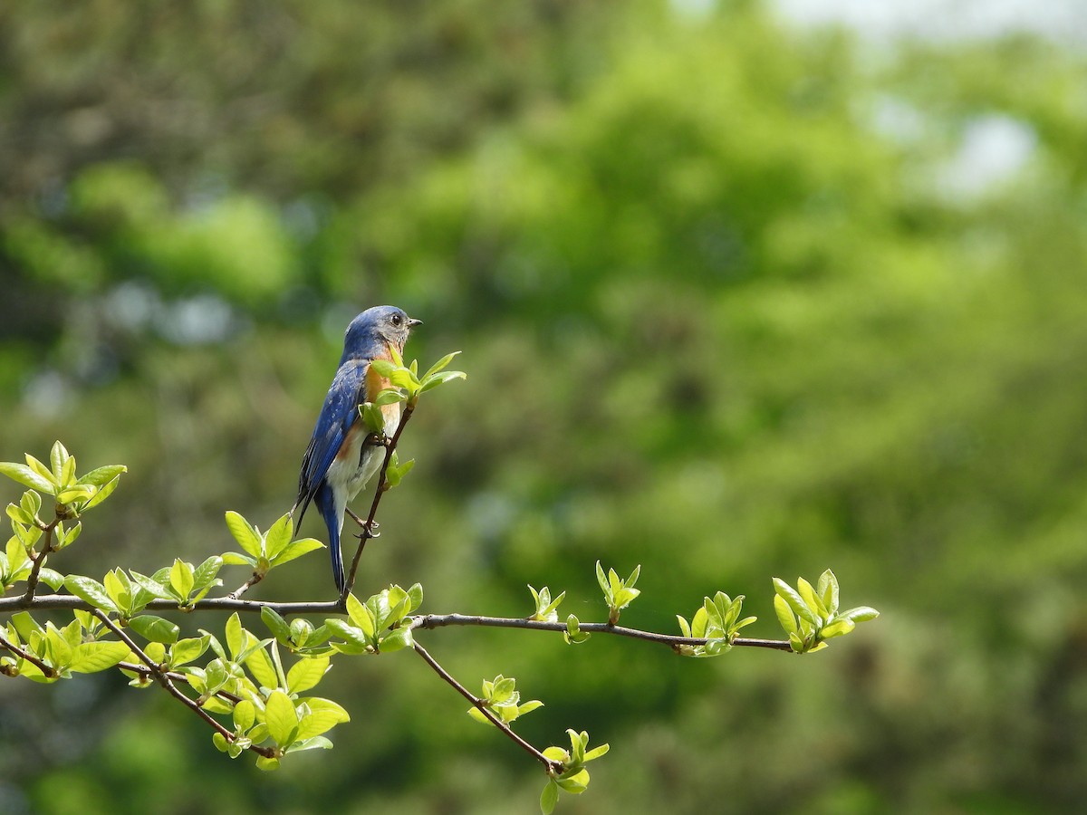 Eastern Bluebird - ML620306064