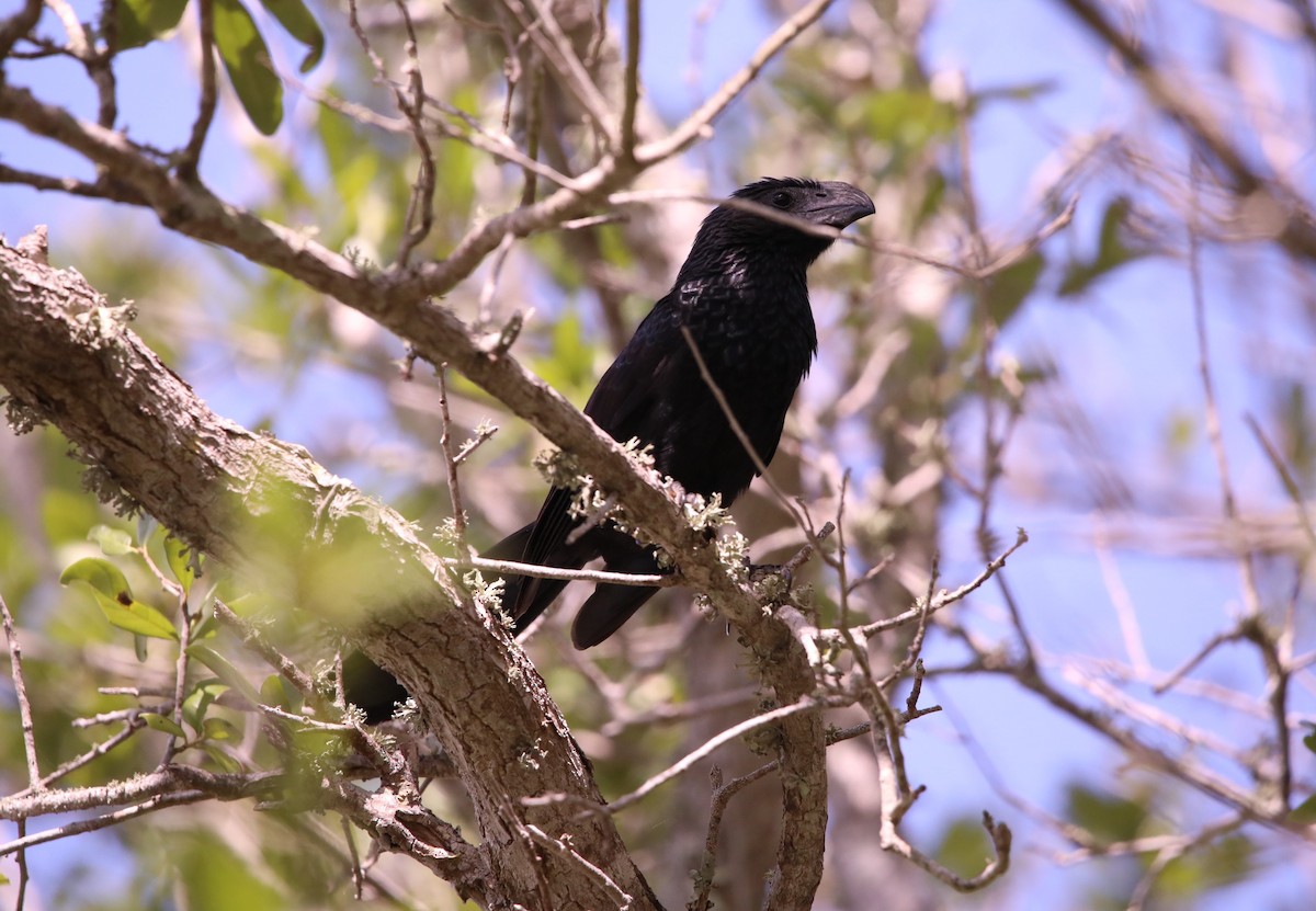 Groove-billed Ani - ML620306066