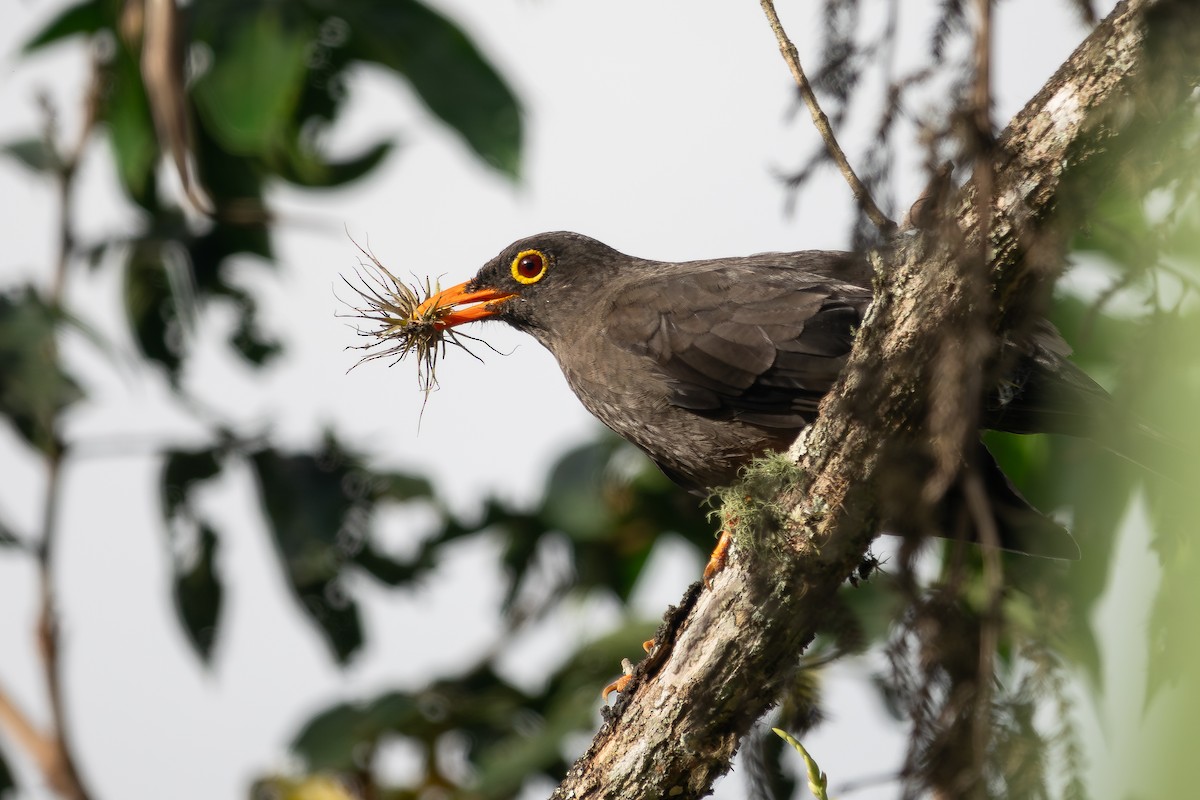 Great Thrush - ML620306070