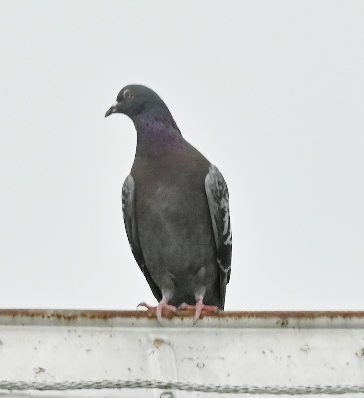 Pigeon biset (forme domestique) - ML620306071