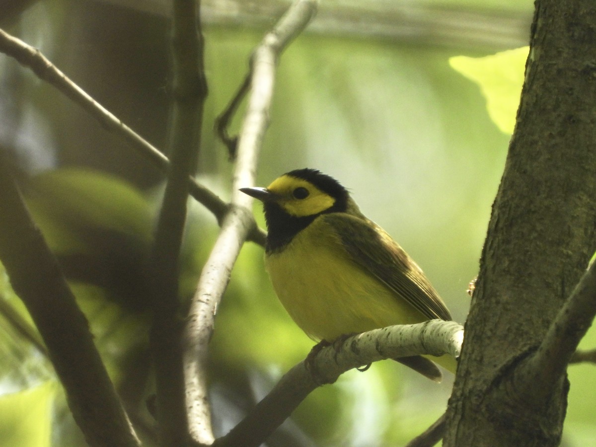 Hooded Warbler - ML620306073