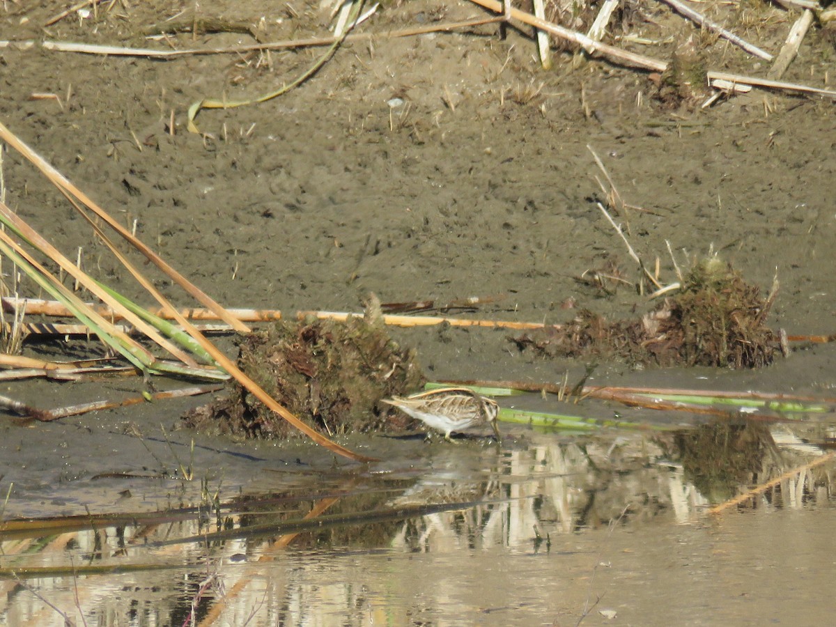 Jack Snipe - ML620306078