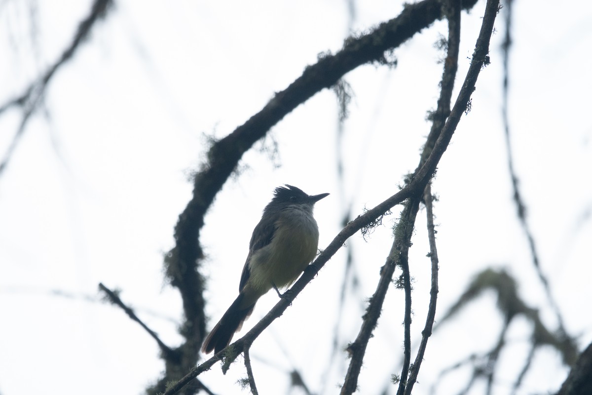 Tropical Kingbird - ML620306081