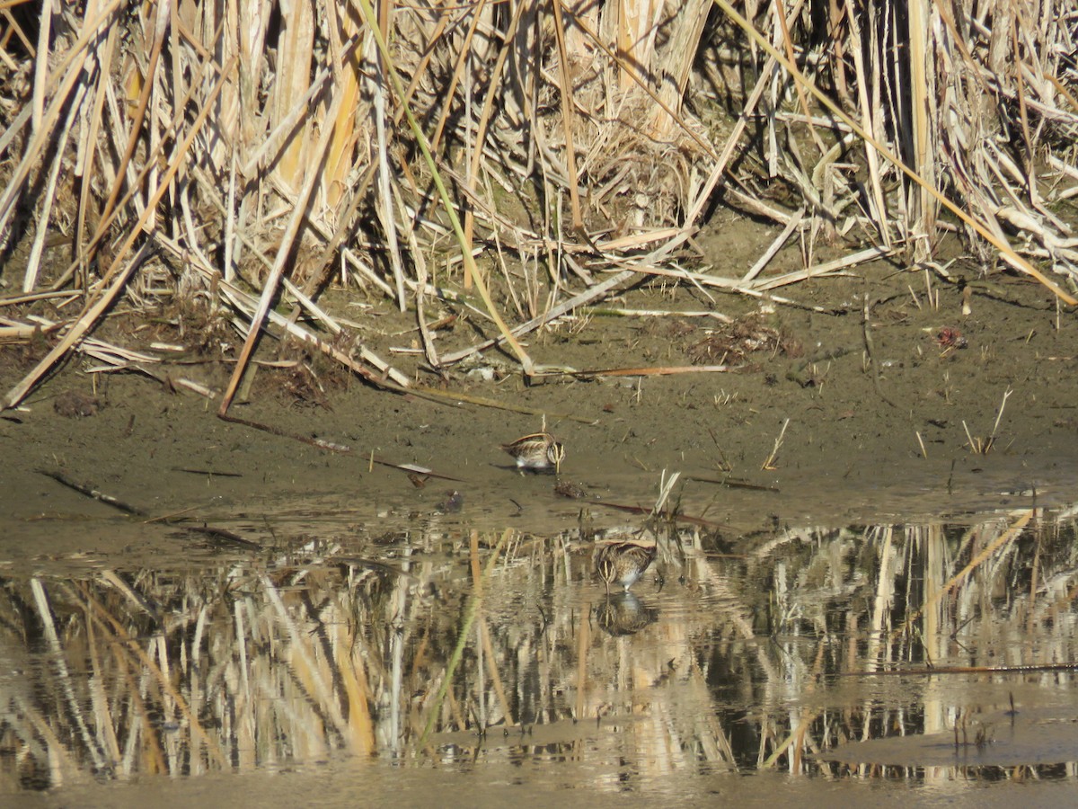 Jack Snipe - ML620306087