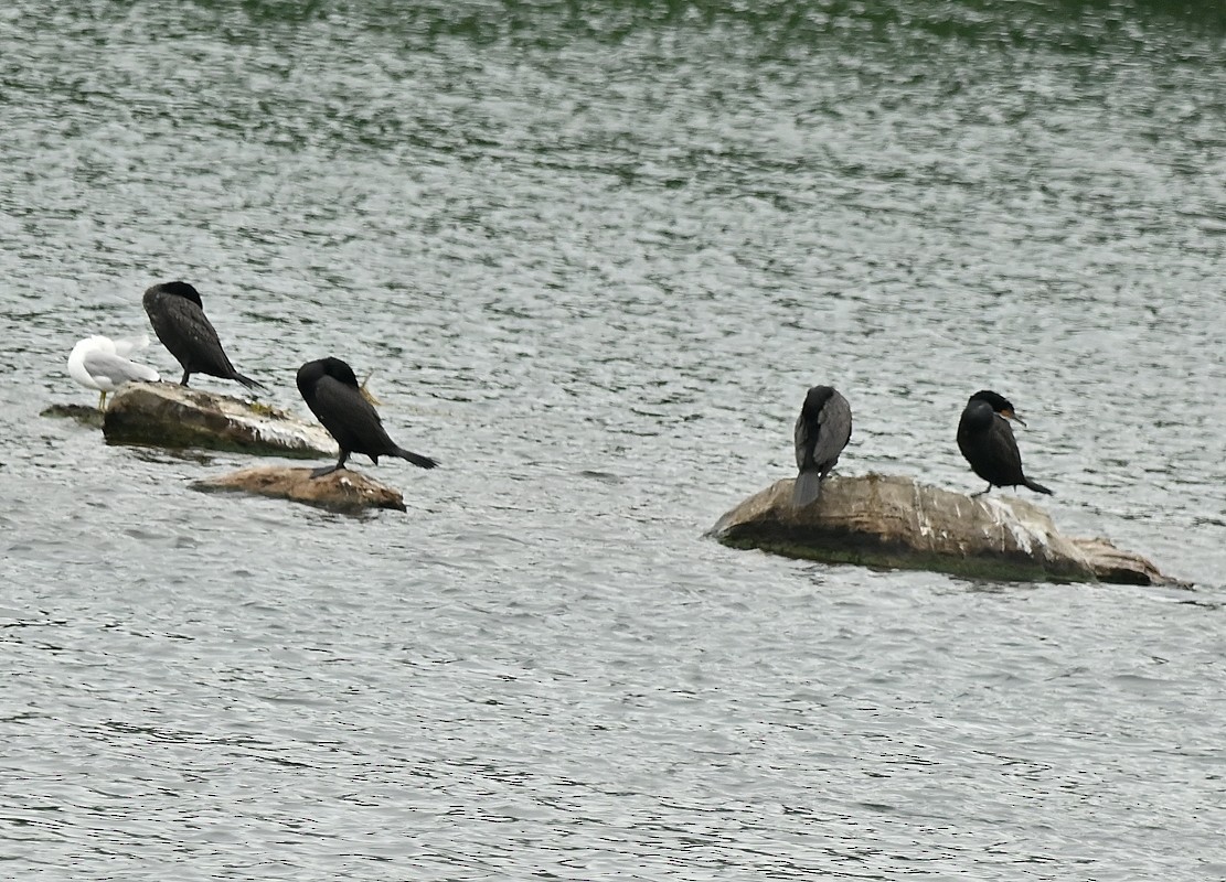 Double-crested Cormorant - ML620306092