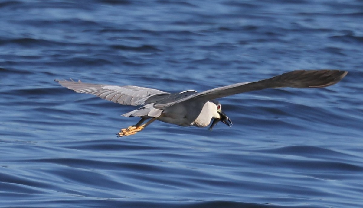 Black-crowned Night Heron - ML620306094