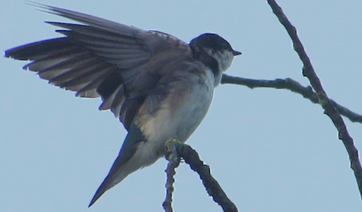 Tree Swallow - ML620306095