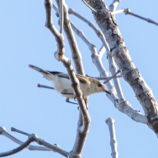 Plain Gerygone - ML620306105